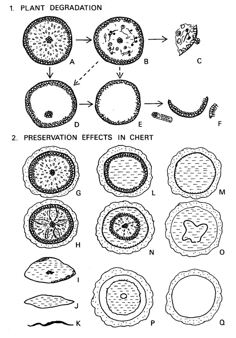Simplified diagram showing the various effects of (1) Plant degradation prior to silicification, and (2) the silicification process in the cherts.
