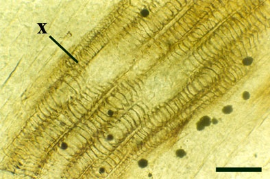 Close-up of xylem strand (x) of Ventarura. The dark patches are framboids of pyrite (scale bar = 100μm).