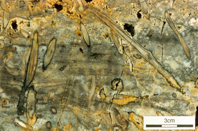Polished slab of Windyfield chert showing aerial and rhizomal axes of Ventarura lyonii. Many of these axes are inverted and therefore not in growth position.