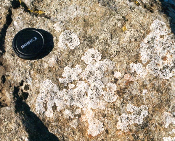Modern lichens encrusting a rock surface near a hydrothermal area, Iceland.