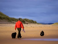 Man walking dogs on beach