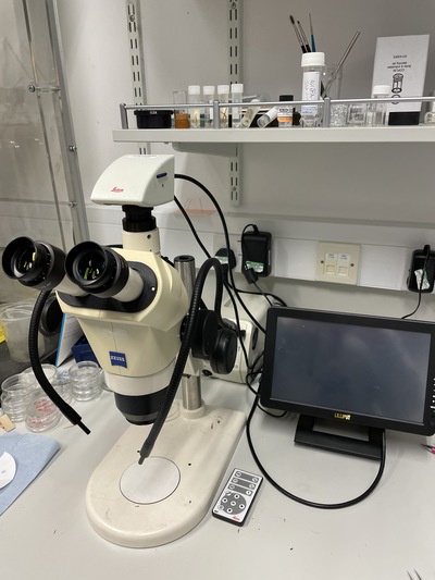 Image of Zeiss stereo zoom microscope
