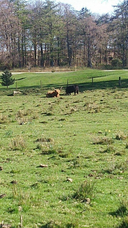 Meldrum House with Highland Cows