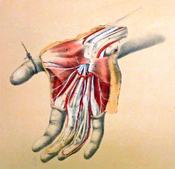 Image of the anatomy of the hand