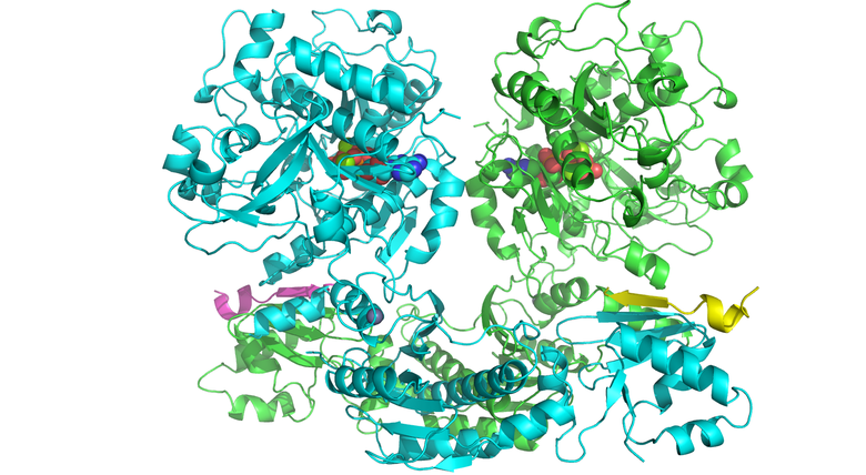 An engineered cyanobactin enzyme that biosynthesises azolines from dipeptides (i.e. Xxx-Cys)