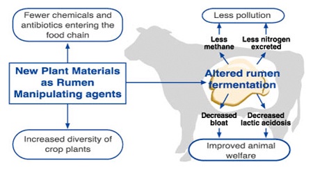 A diagram showing how altered rumen fermentation decreases bloat and lactic acidosis resulting in improved animal welfare, while at the same time decreasing methane and nitrogen emissions resulting in less polution. New plant materials that act as rumen manipulating agents increase the diversity of crop plants and allow fewer chemicals and antibiotics entering the food chain.