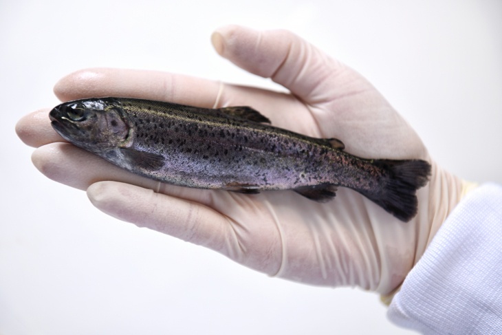 Fish in researcher's gloved hand