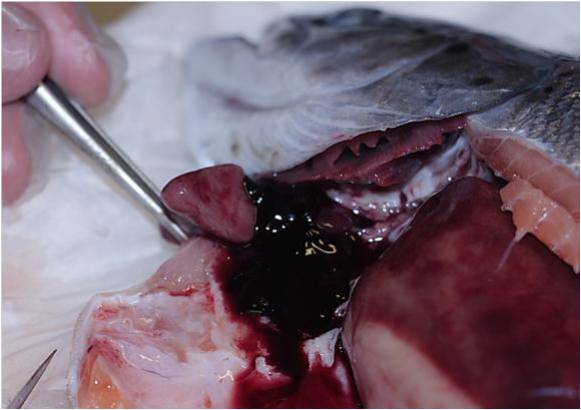 Fish heart dissection