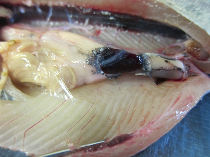 A fish being dissected