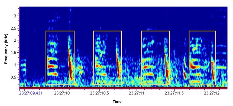 A spectrogram including 4 bray calls highlighted with yellow squares