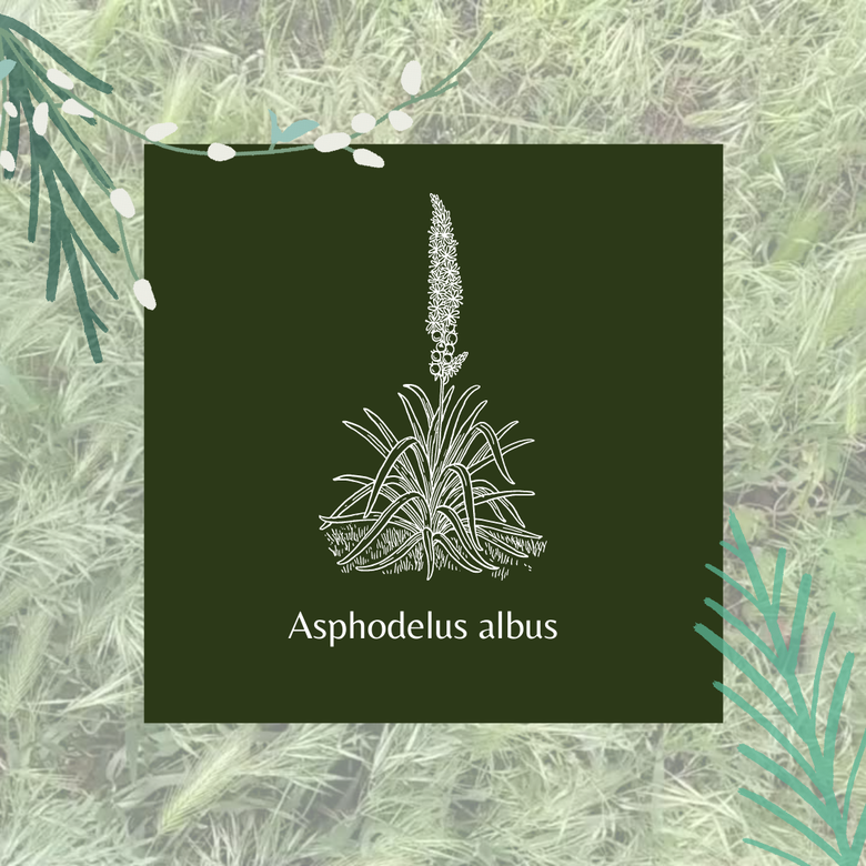 Asphodelus albus