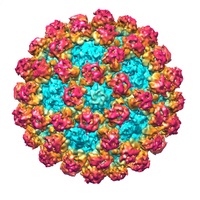 Norovirus capsid electron microscope image; source: http://journals.plos.org/plospathogens/article?id=10.1371/journal.ppat.1002921