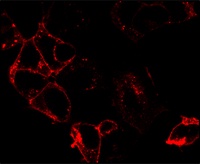 HEK-293 cells showing GPR75 detected with a fluorescent antibody
