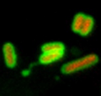 Cells containing Salmonella Typhi (in red) stained with an antimicrobial protein (in green)