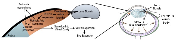 Schematic of mechanism by which the lens controls eye size