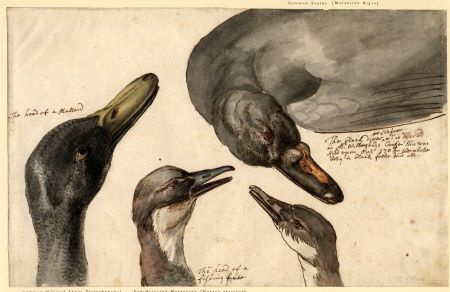 Francis Place, Studies of Waterfowl, c.1700