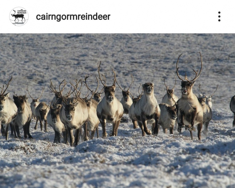 Reindeer at Cairngorms