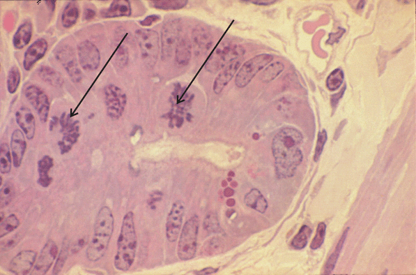Cell proliferation in the small intestine