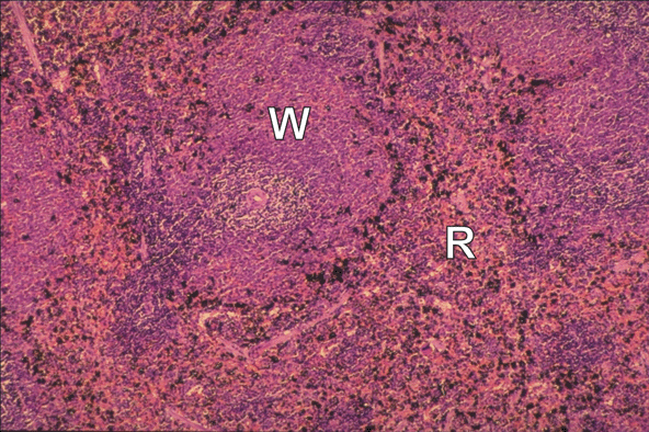 Cell proliferation in the small intestine