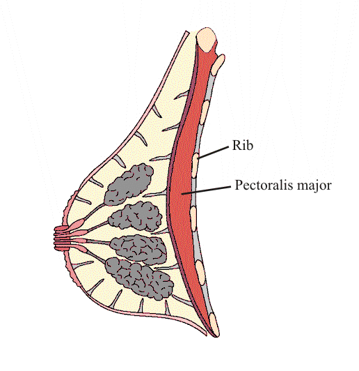 Diagram of Breast