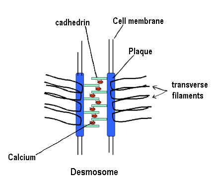 Diagram of Muscle Cells