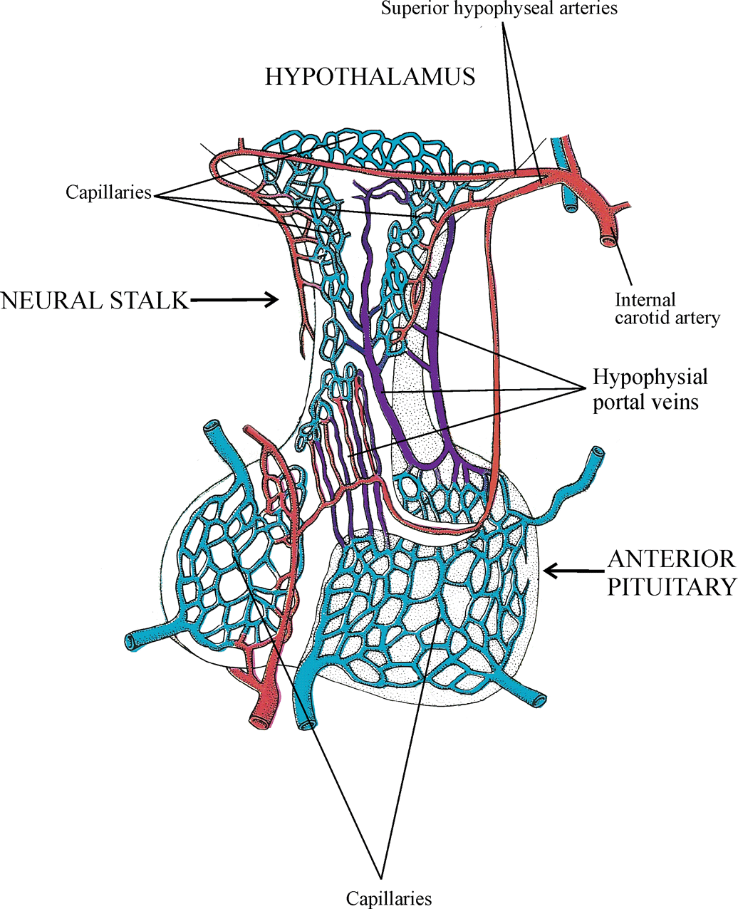 The Hypophysioportal Circulation