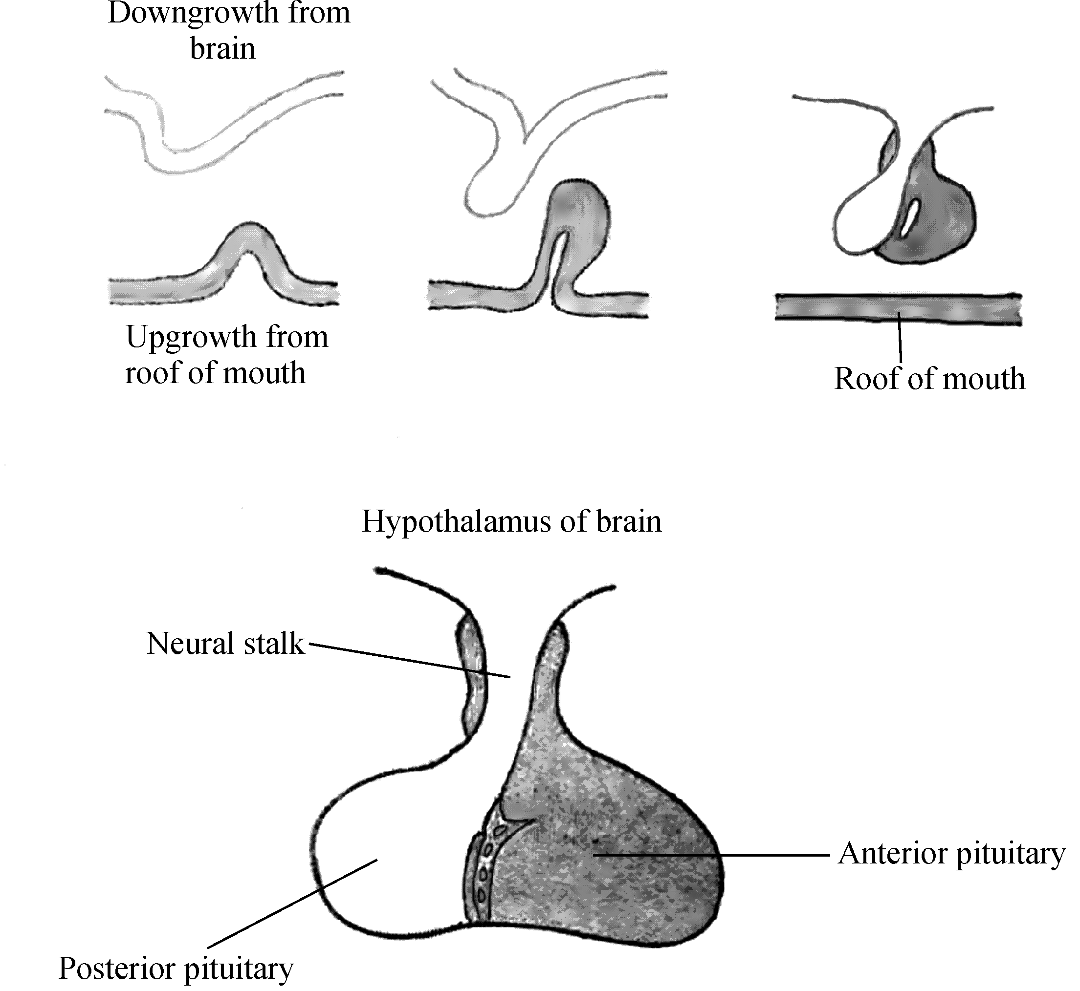Diagram of Pituitary Gland Development