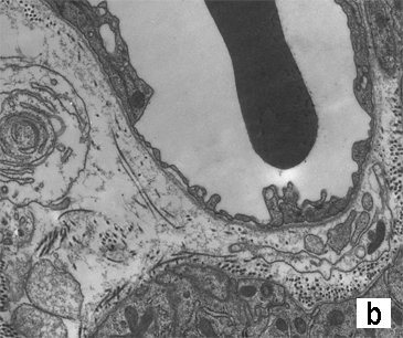 a-short-review-of-histology