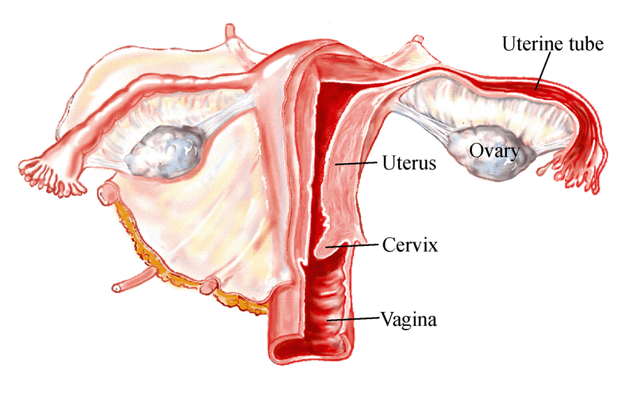 Diagram of Female Reproductive System