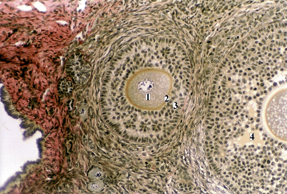 Micrograph of Secondary Ovarian Follicles