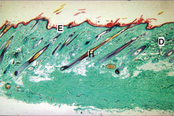 Micrograph of Hair Follicle