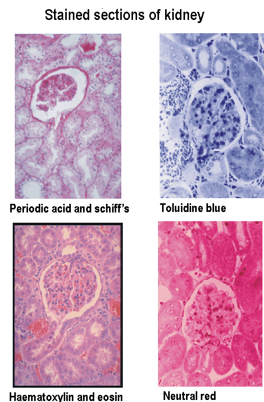 4 histological images