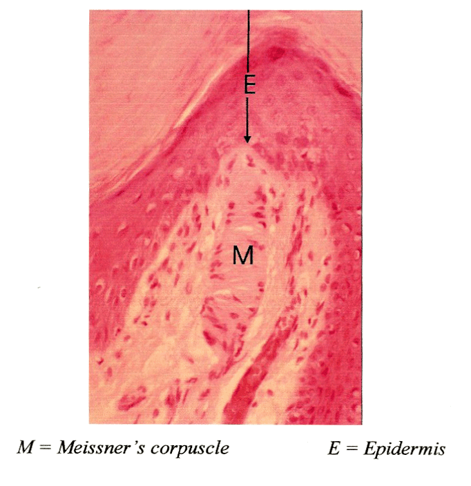Meissner's Corpuscle