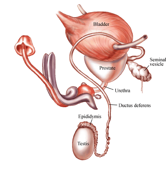 Diagram of Male Genital System