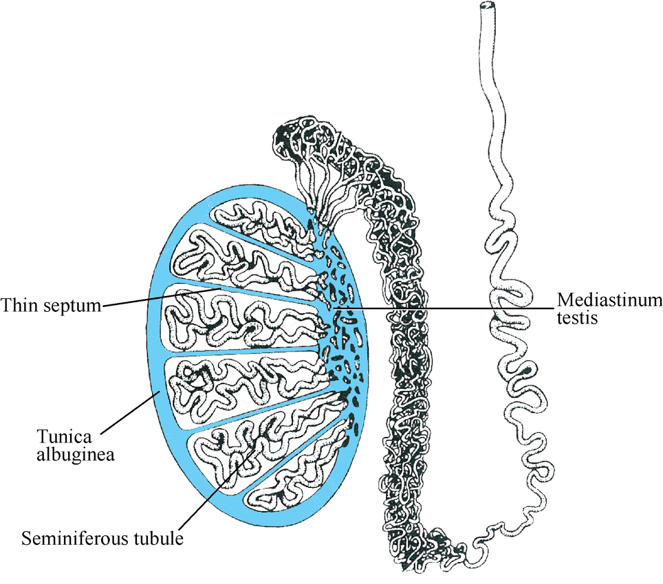 Diagram of Testis