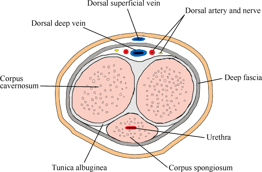 Diagram of The Penis