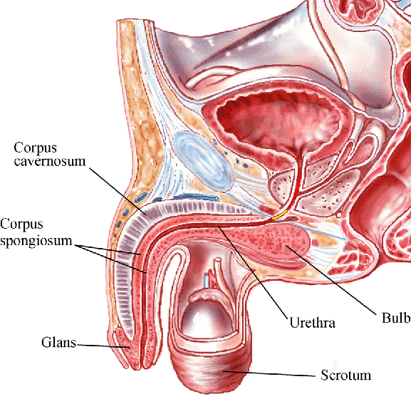 Diagram of The Penis