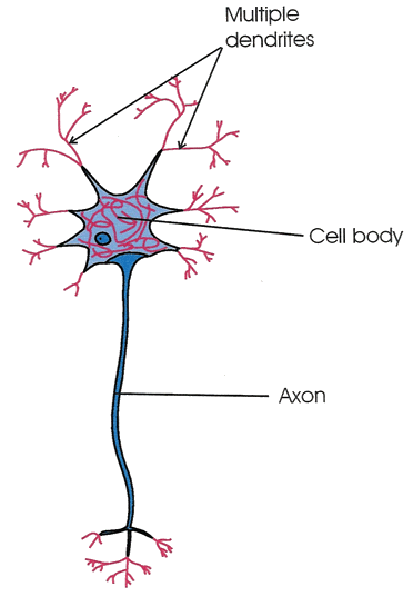 A multipolar neuron