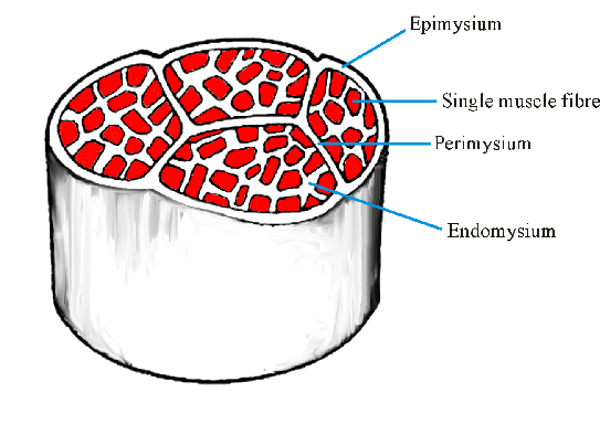 Connective Tissue Around Muscle