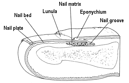 Diagram of Nail