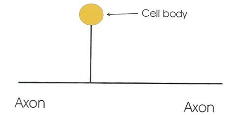A pseudounipolar neuron