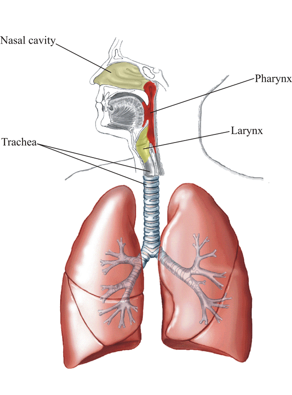 The respiratory tract