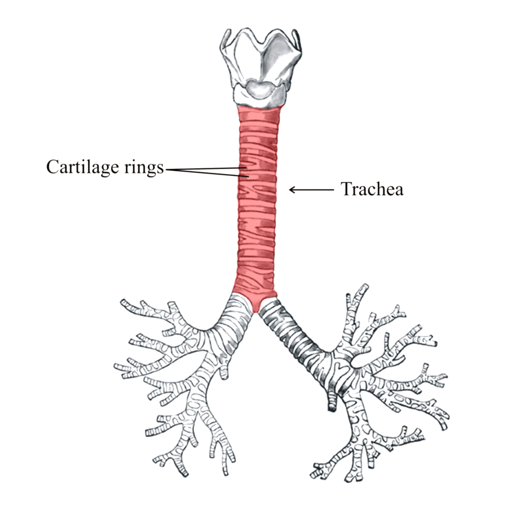 Diagram of Trachea 1