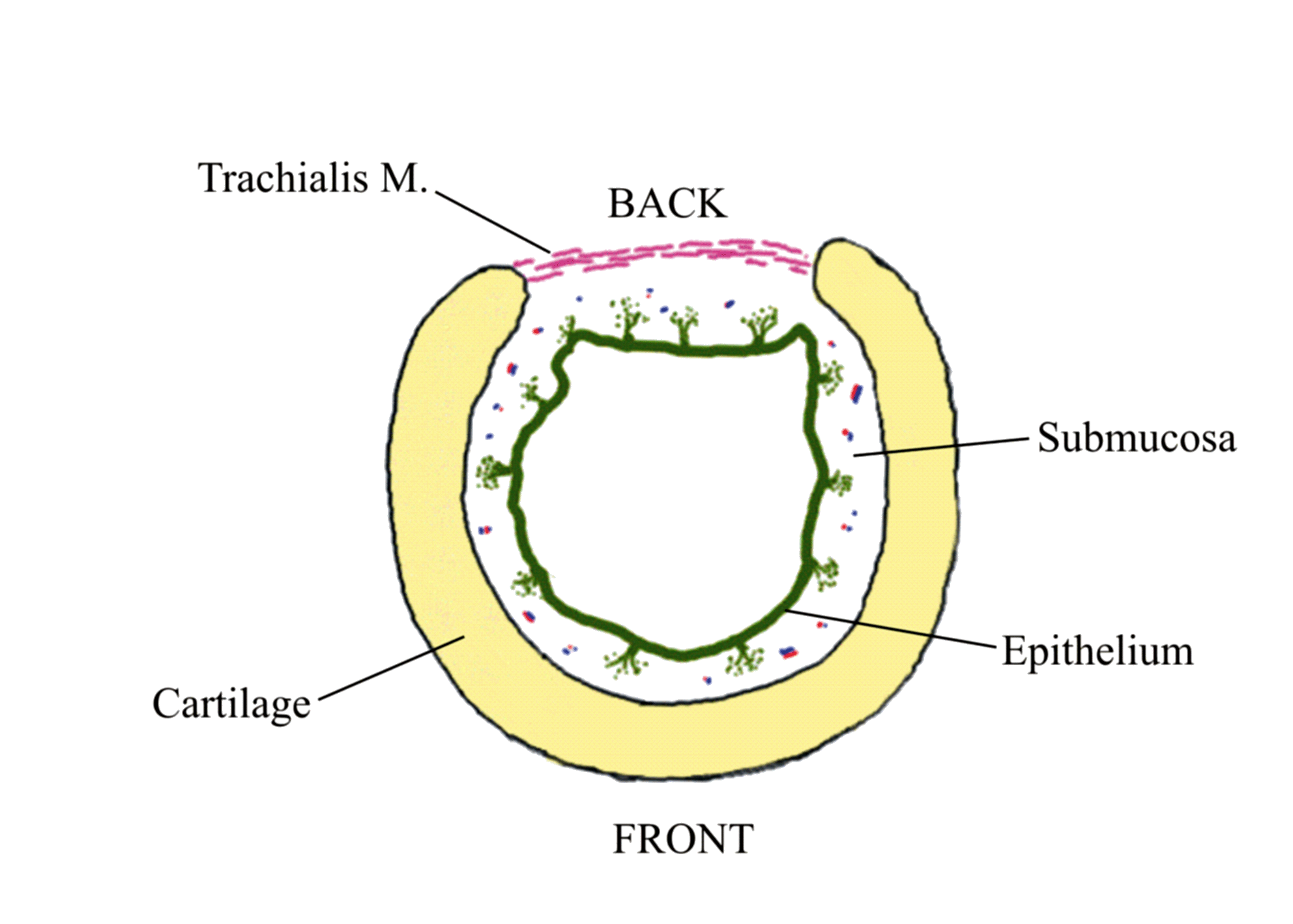 Diagram of Trachea 2