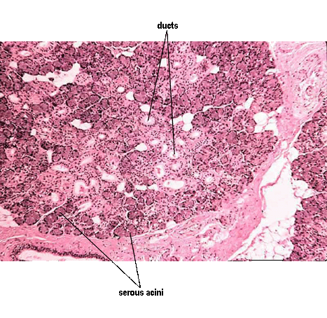 Micrograph of Parotid Gland