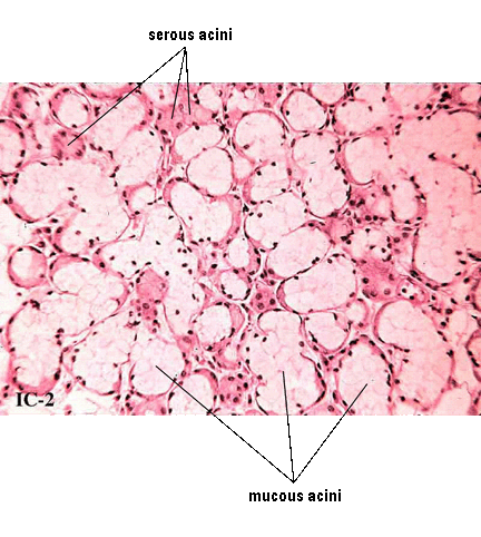 Micrograph of Sublingual Gland