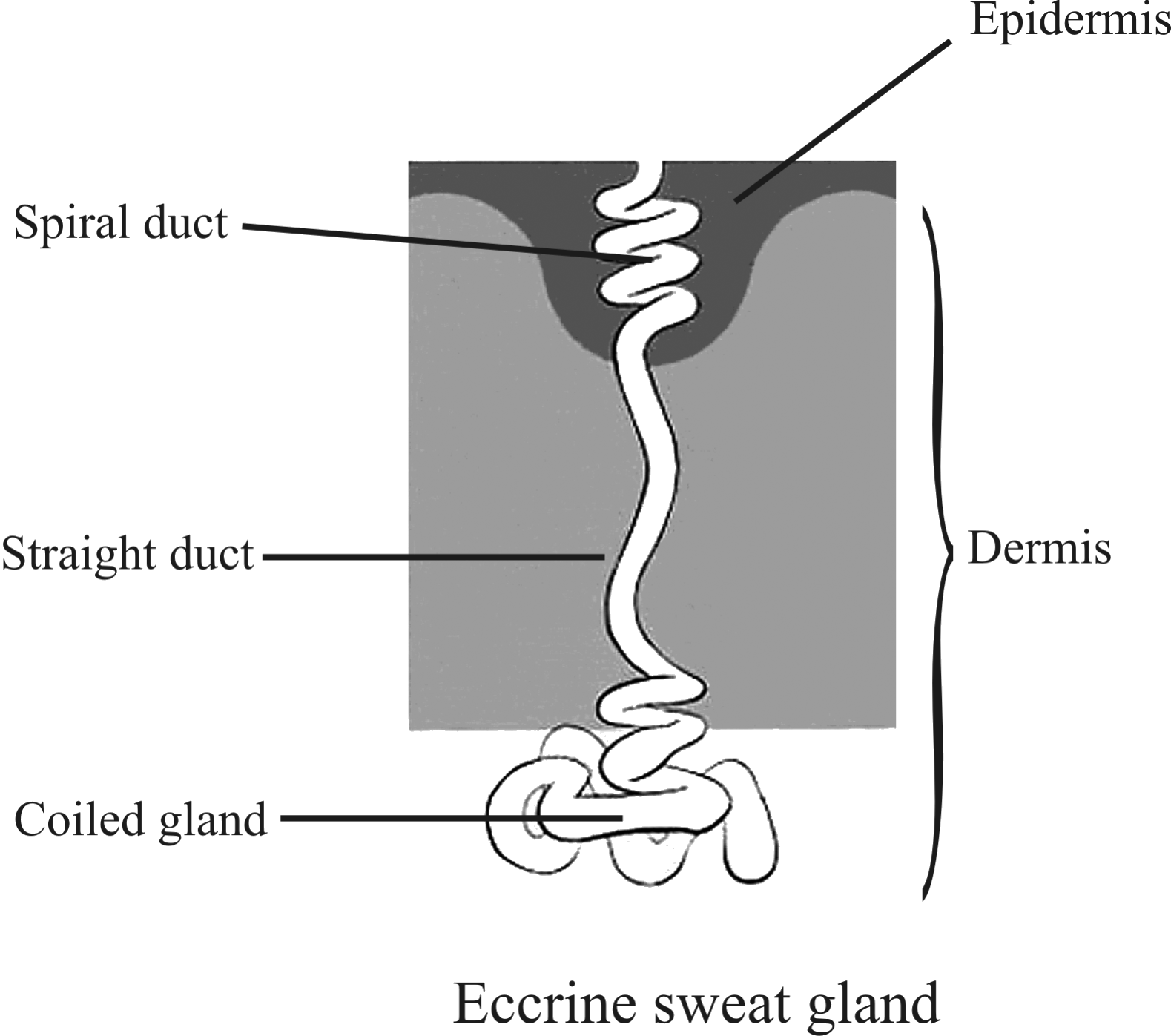 Diagram of Sweat Gland