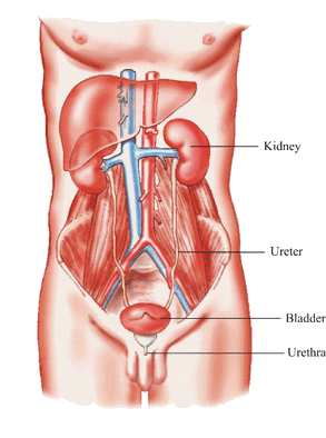 Diagram of Urinary System