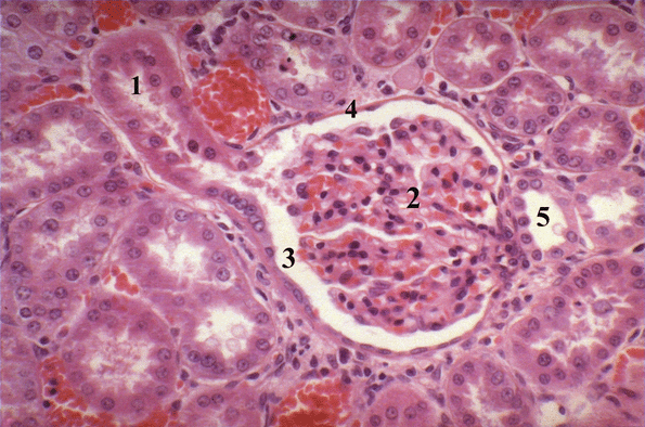 Micrograph of Renal Corpuscle