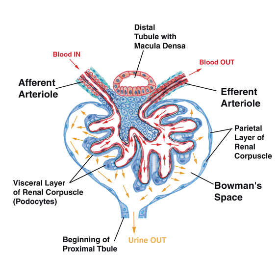 Diagram of Renal Corpuscle
